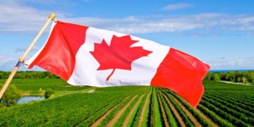 新年伊始，华人农场主们拿起了算盘……